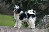 TERRIER DU TIBET 385